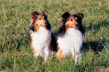 A pair of shelties sitting in a grassy field