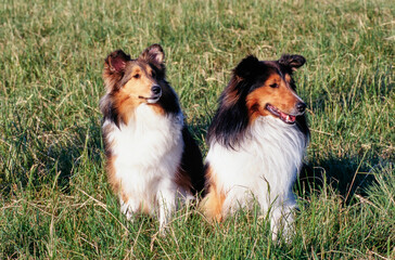 A pair of shelties sitting in a grassy field