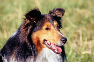 Close-up of a sheltie dog's face with defocused grass in the background