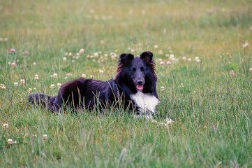 A sheltie dog laying in a grassy field
