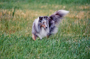 A sheltie dog standing in a grassy field