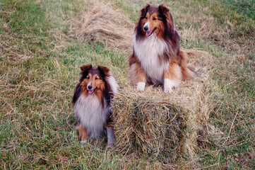 Two sheltie dogs and a hay bale