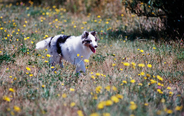 A sheltie dog in a grassy field with yellow wildflowers