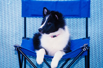 A sheltie puppy dog sitting in a blue chair