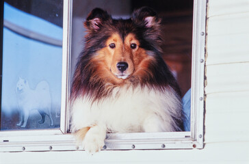 A sheltie dog looking through an open window with its paws on the sill