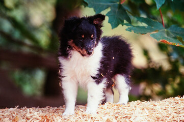 A sheltie puppy dog standing on a pile of wood chips