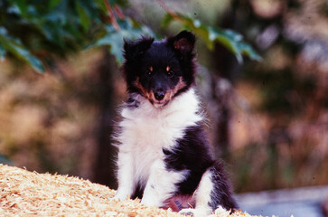 A sheltie puppy dog sitting on a pile of wood chips
