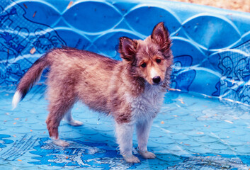 A Sheltie puppy dog standing in a wading pool
