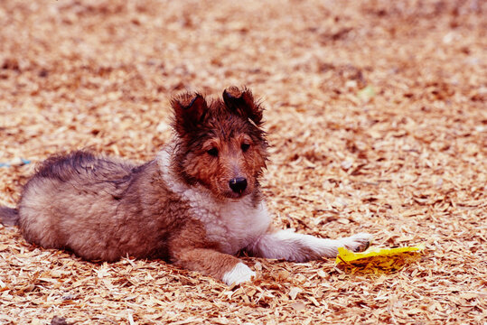 A sheltie puppy dog laying in wood chips