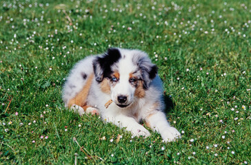 An Australian shepherd puppy dog laying in a grass lawn and chewing on a twig