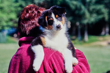 An Australian shepherd puppy dog being carried on someone's shoulder