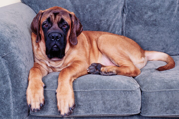 An English mastiff laying on a gray sofa