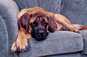 An English mastiff laying on a gray sofa