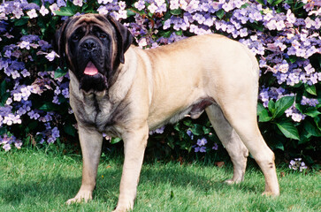 An English mastiff standing on a grass lawn with purple flowers in the background