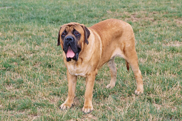An English mastiff standing on a grassy field