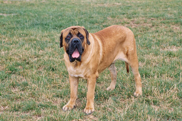 An English mastiff standing on a grassy field