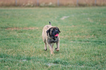 An English mastiff carrying a red ball on a grassy field