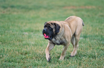 Obraz premium An English mastiff carrying a red ball on a grassy field