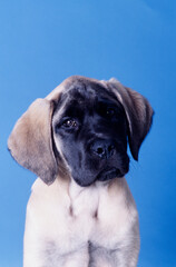 An English mastiff puppy dog on a blue background