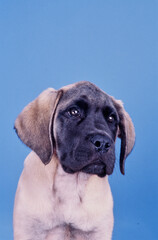 Obraz premium An English mastiff puppy dog on a blue background