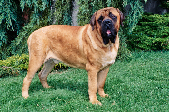 An English mastiff standing on a grass lawn