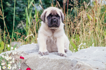Obraz premium An English mastiff puppy dog sitting on a rock with greenery in the background