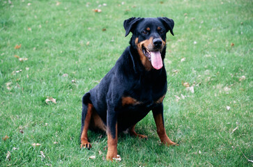 A rottweiler dog sitting in green grass