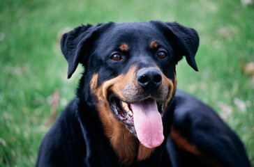 Close-up of a rottweiler's face with unfocused greenery in the background