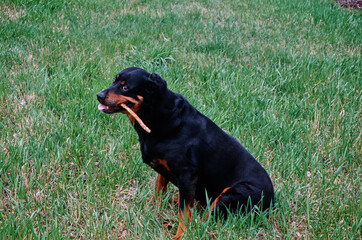 A rottweiler dog sitting in green grass and holding a stick in its mouth