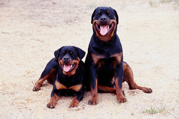 A pair of rottweiler dogs sitting on wood chips