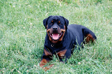 A rottweiler dog laying in grass