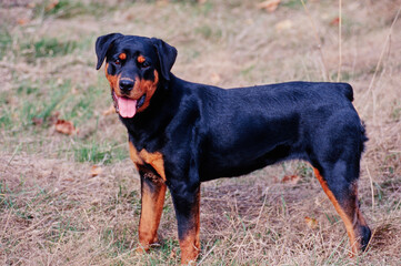 A rottweiler dog standing in a dry grassy field