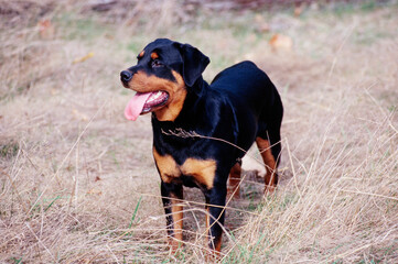 A rottweiler dog standing in a dry grassy field