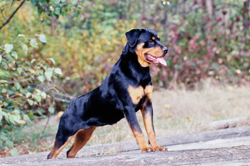 A rottweiler dog standing on a log with greenery in the background