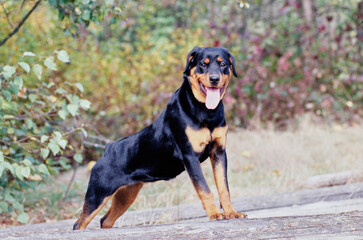 A rottweiler dog standing on a log with greenery in the background