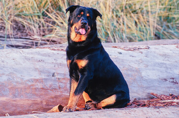 A rottweiler dog sitting on a log with greenery in the background