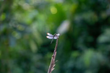 blue dragonfly on a flower