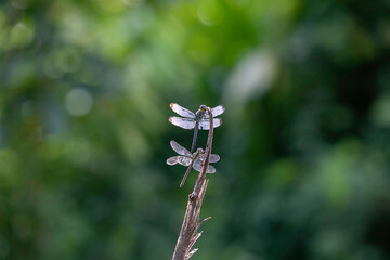 blue dragonfly on a flower