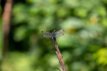 blue dragonfly on a branch