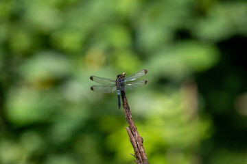 blue dragonfly on a green leaf