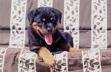 A rottweiler puppy on a fabric covered bench seat