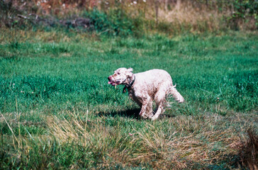 An English setter dog running through a grassy field