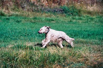 An English setter dog running through a grassy field