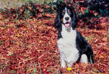 An English springer spaniel sitting in a patch of red and orange leaves