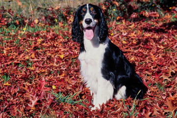 An English springer spaniel sitting in a patch of red and orange leaves