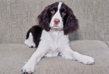 An English springer spaniel laying on a gray sofa