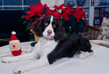 An English springer spaniel laying on a white surface with Christmas decorations in the background