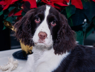 Close-up of an English springer spaniel with Christmas decorations in the background