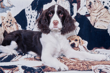 An English springer spaniel laying on a blanket printed with dog imagery
