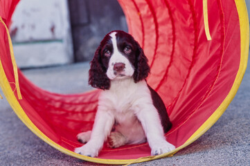 An English springer spaniel sitting in a red agility tunnel
